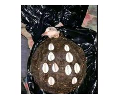 RENDRE VOTRE COMPAGNON FIDÈLE PUISSANT MARABOUT FRANÇOIS +2290158825315